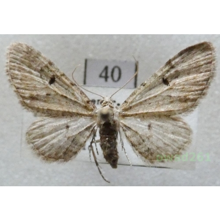 Eupithecia pimpinellata (Hübner, 1813) Czech40